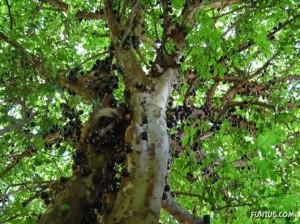 درخت شگفت انگیز جابوتی کابا