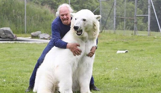 آموزش خرس های قطبی