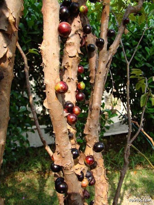 درخت شگفت انگیز جابوتی کابا